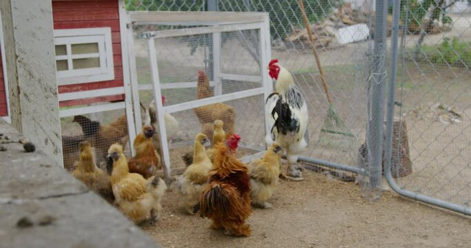 Leghorn, Rhode Island, Orpington, Faverolle chickens huddling together in a chicken coup walking round looking for seeds to snack on. Medium static shot.
