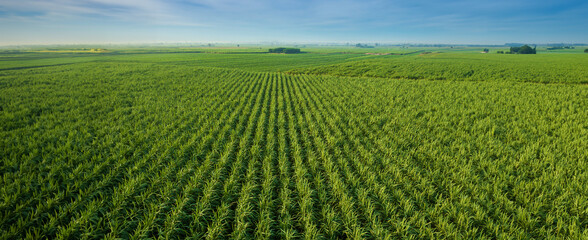 Sugar Cane farm. Sugar cane fields view from the sky. Drone photo of cane sugar. Sugarcane field in...