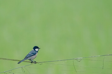 Birds of Bangladesh birds  from satchori National park, sylhet, bangladesh
