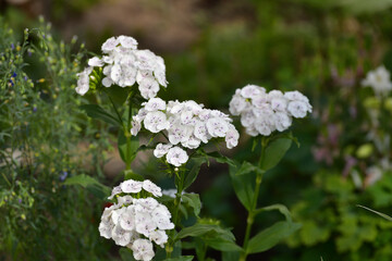Beautiful white Turkish carnation flower grows in a flower bed