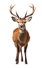 Beautiful deer realistic photo character generative AI illustration isolated on white background. Lovely wild animals concept