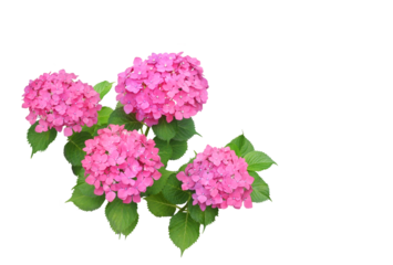 アジサイ6月撮影