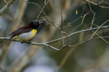 Birds of Bangladesh birds  from satchori National park, sylhet, bangladesh
