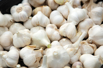 収穫されたニンニク