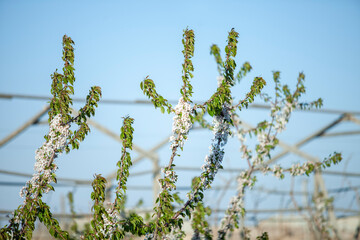 flowers in stem of the plant