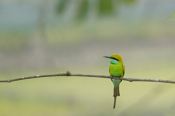 Birds of Bangladesh birds  from satchori National park, sylhet, bangladesh
