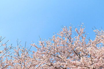 サクラ（ソメイヨシノ）