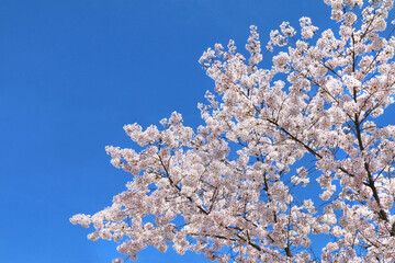 サクラ（ソメイヨシノ）