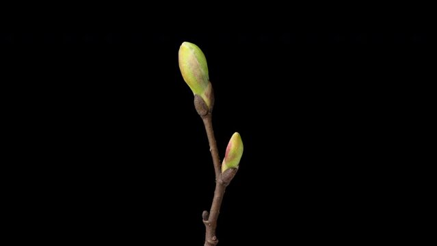 4K Time Lapse of young green leaf on tree branch in spring. Timelapse of opening leaves buds isolated on black background.