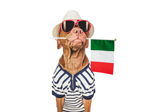 Cute dog and Italian Flag. Closeup, indoors. Studio photo. Congratulations for family, loved ones, relatives, friends and colleagues. Pets care concept
