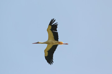 stork in flight, wings spread wide