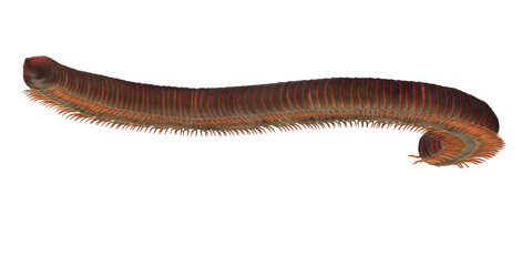 Millipede isolated on a Transparent Background
