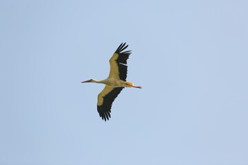 stork in flight, wings spread wide