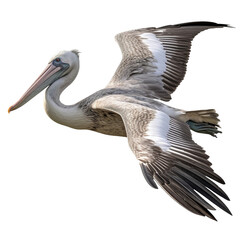 Pelican isolated