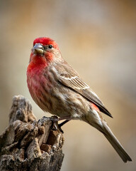 Male House Finch perched on tree