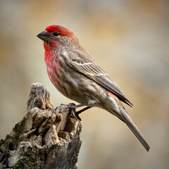Male House Finch perched on tree