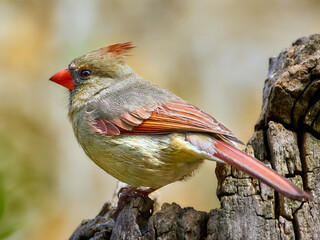 Northern Cardinal perched an a branch