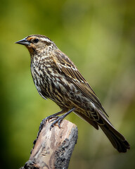 Red-Winged Blackbird perched on a branch