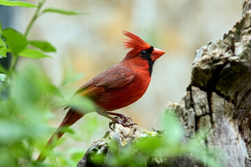 Male Northern Cardinal perched on a branch
