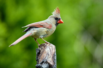 Northern Cardinal perched an a branch