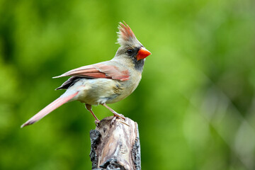 Northern Cardinal perched an a branch