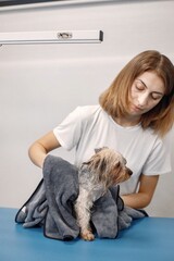 Yorkshire terrier wiping with a towel by the female groomer