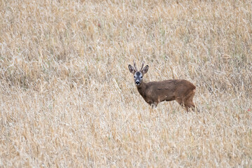 A roe deer is seen in a dry wheat field affected by a drought