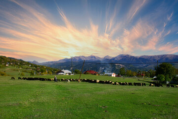 Female shepherd grazing herd of sheep at sunset in the highland.