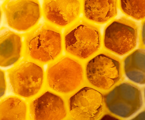 Close up pollen in honeycombs. 
The color of pollen depends on how it is taken from the flowers.