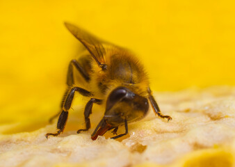 The bees produce wax and cover the honey in the combs with it.