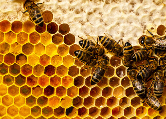 Bee larvae, cocoons and pollen in honeycombs close-up. 
For feeding larvae bees use pollen.