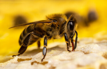 The bees produce wax and cover the honey in the combs with it.