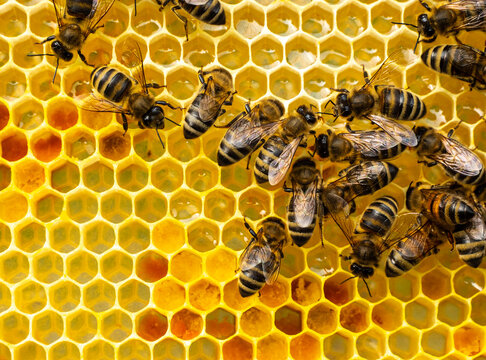 Honey combs with nectar, pollen, honey and bees. 
Process of converting nectar into honey is being carried out. Honey bees are covered in honeycombs.