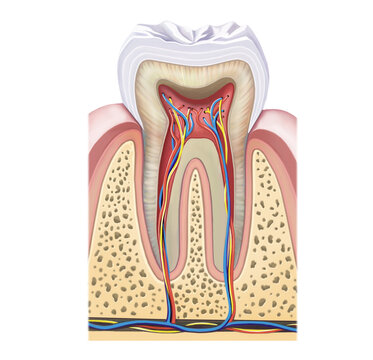 The structure of a human tooth