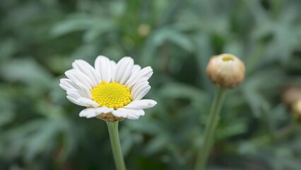 4K Time Lapse of blooming Chamomile flower. Timelapse of opening big flower daisie close-up.