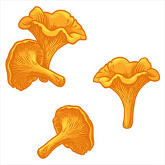 Chanterelles. Vector illustration of chanterelle mushroom in cartoon style. © Vasili