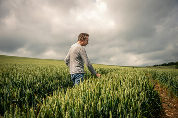 Naklejka na ściany i meble Farmer walking through green wheat field and checking the harvest.
