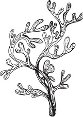 Illustration in black and white graphic seaweed isolated on white background. Hand drawing translated into vector. Designed for printing on fabric, packaging for prints, stickers, posters, postcards