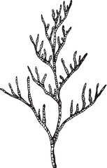 Illustration in black and white graphic seaweed isolated on white background. Hand drawing translated into vector. Designed for design, printing on fabric, packaging for prints, stickers, posters