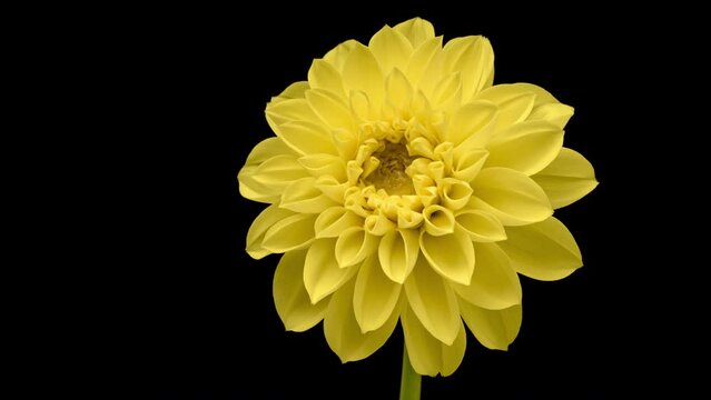 4K Time Lapse of blooming yellow Dahlia. Timelapse of growing and opening beautiful flower isolated on black background. Time-lapse close-up.