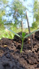 life in the garden