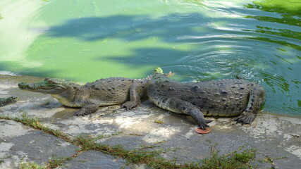 Krokodiele am Wasser