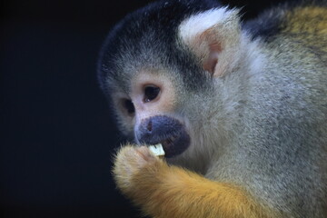 Obraz premium ボリビアリスザル