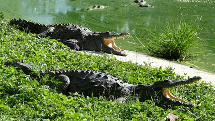 Krokodiele am Wasser