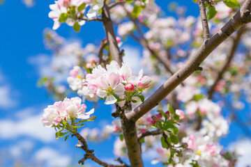 Blossom apple tree. White pink flowers of apple tree variety Bashkirskiy krasavets - Bashkir handsome on blue sky. Flowers a lot. Selective focus, close-up
