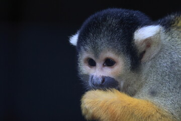 ボリビアリスザル