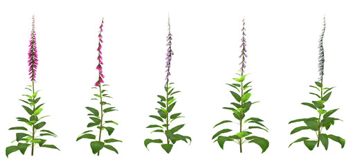 Set of Digitalis purpurea flowers with isolated on transparent background. PNG file, 3D rendering illustration, Clip art and cut out