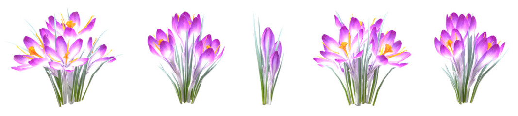 Set of Crocus hybridus flowers with isolated on transparent background. PNG file, 3D rendering illustration, Clip art and cut out