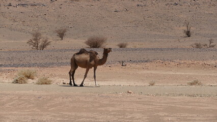 Dromedare in der Wüste, der Westsahara © Lutz