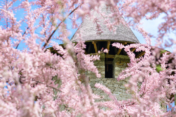 Pink background of tamarix flowers, natural frame of a medieval castle